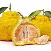 Ugli Fruit